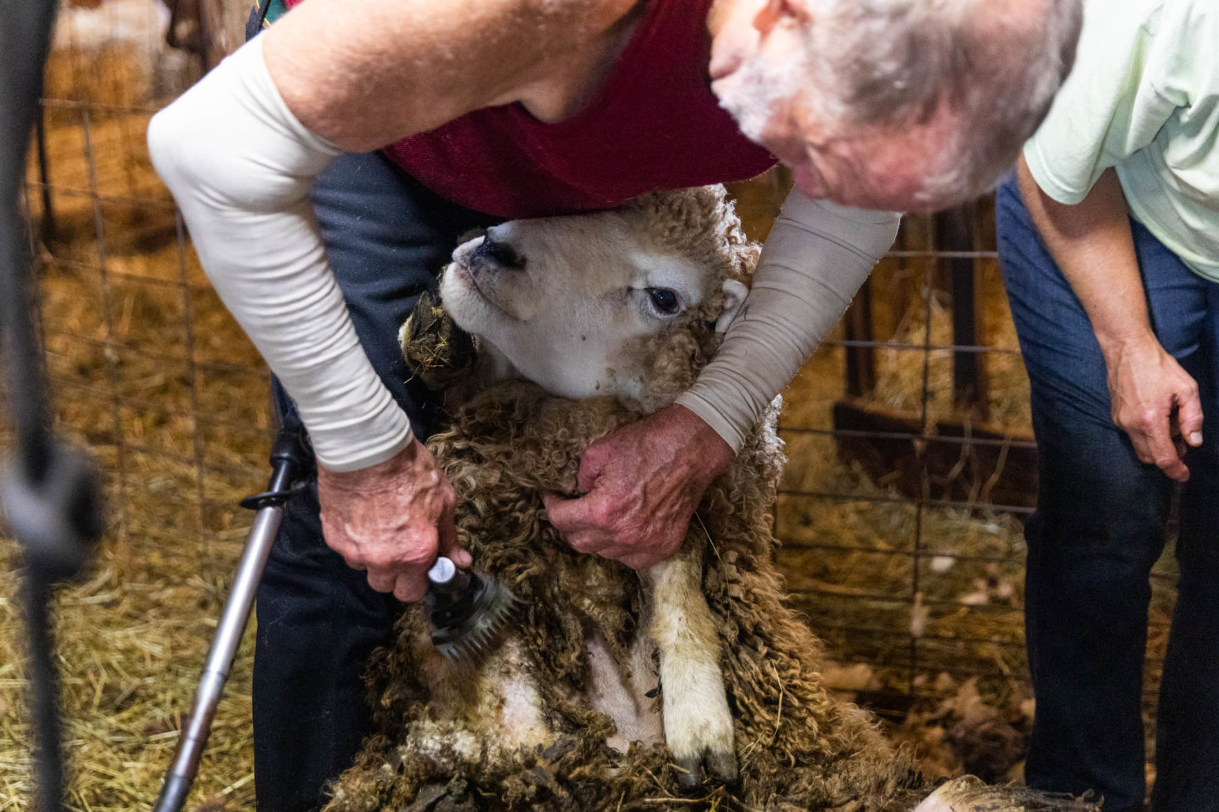 0929_wdj_sheepshearing_SS9.JPG